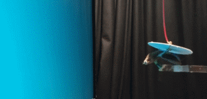 城会玩！科学家耗费1000万 只为给螳螂戴3D眼镜