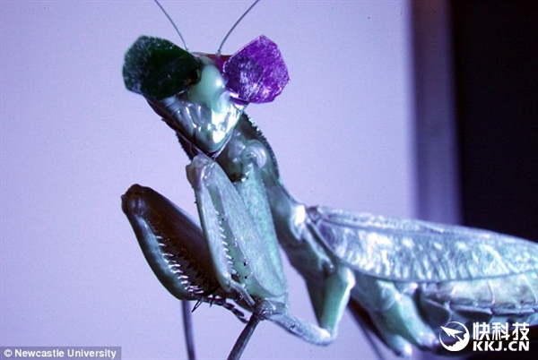 城会玩！科学家耗费1000万 只为给螳螂戴3D眼镜