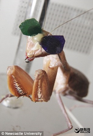 城会玩！科学家耗费1000万 只为给螳螂戴3D眼镜