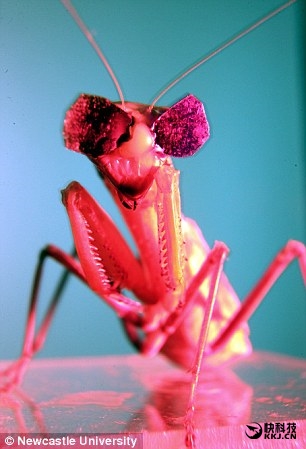 城会玩！科学家耗费1000万 只为给螳螂戴3D眼镜