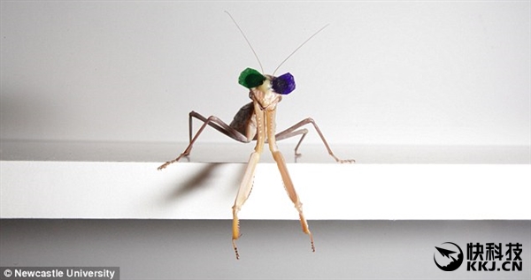 城会玩！科学家耗费1000万 只为给螳螂戴3D眼镜