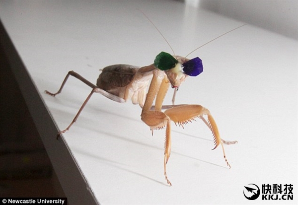 城会玩！科学家耗费1000万 只为给螳螂戴3D眼镜