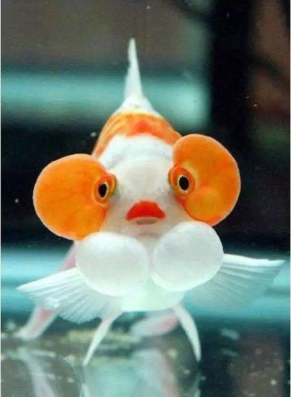 还有的金鱼,在眼下两个球之外,从头顶或者下巴上,另长出两个小球,总共