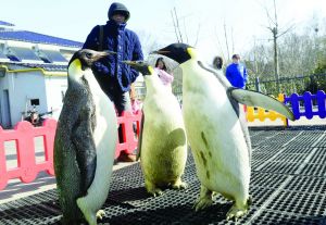 江苏多地气温破20年来最低值 稀饭倒扣纹丝不动 南京海底世界企鹅昨天终于出来晒太阳了