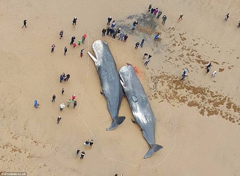 两头巨鲸搁浅死亡