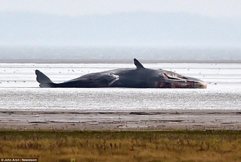 3只在英国搁浅抹香鲸尸体遭偷猎(6)