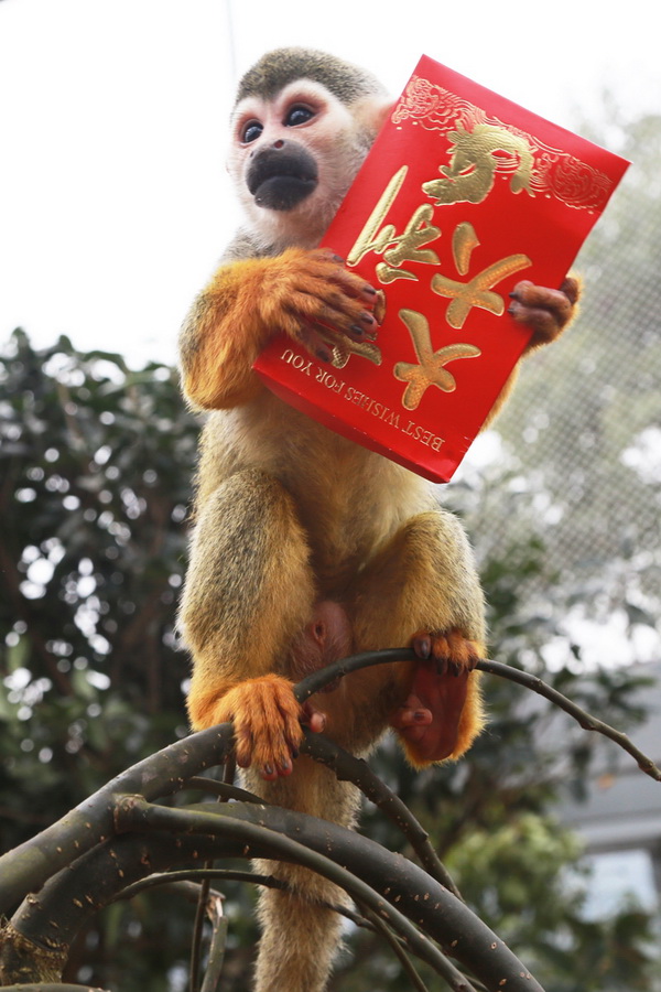 重庆动物园饲养员给猴子发美食红包遭争抢(