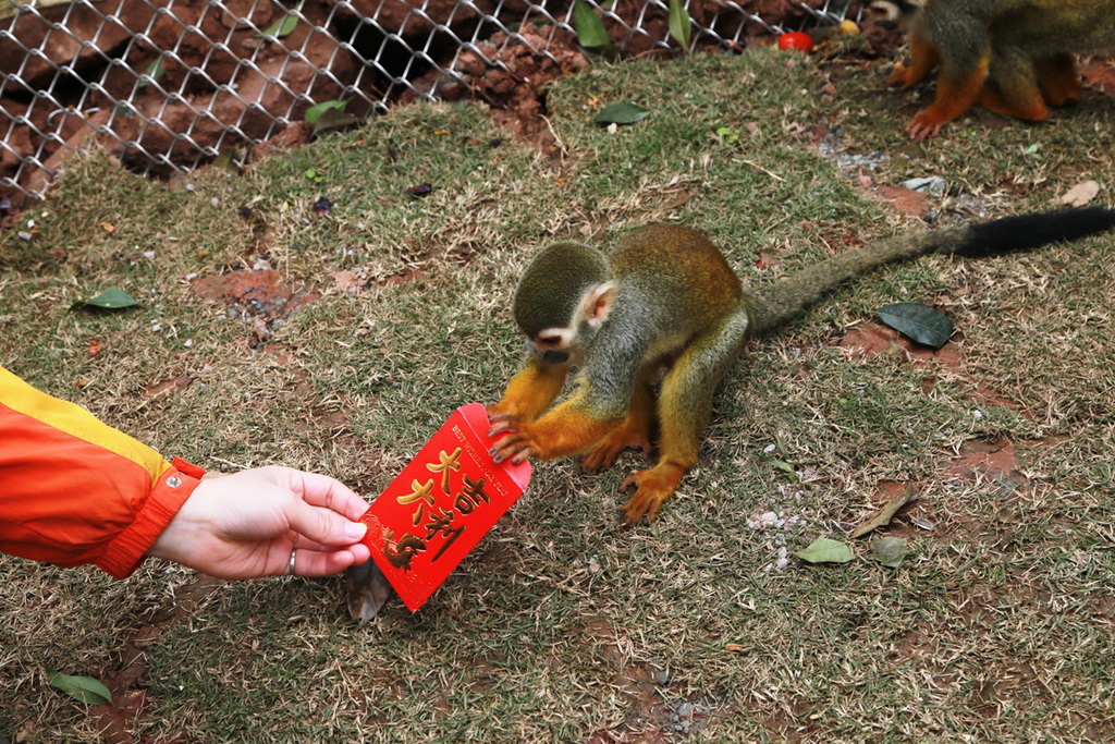 重庆动物园饲养员给猴子发美食红包遭争抢(
