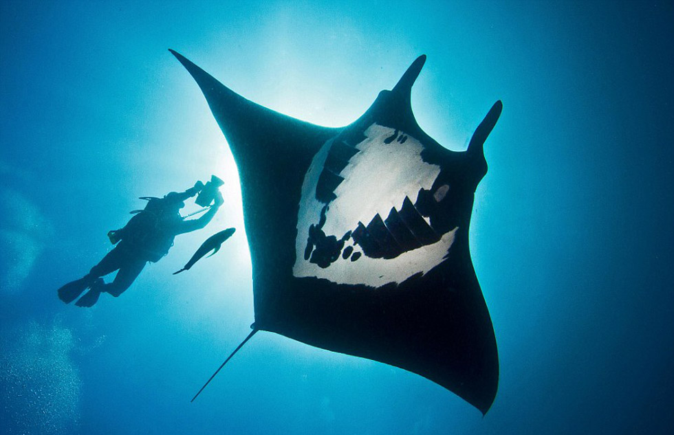 墨西哥海底发现罕见蝠鲼 黑白花纹酷似骷髅(1