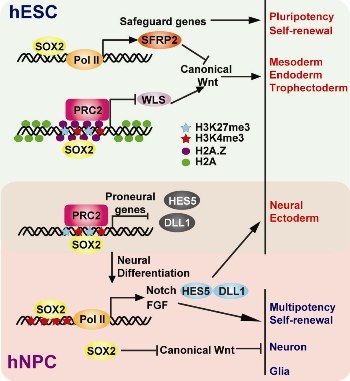 科学家揭示SOX2在人胚胎干细胞和神经祖细胞