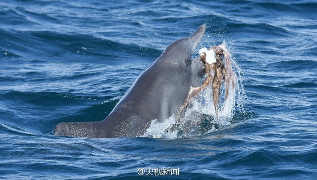 调皮海豚嬉戏章鱼 叼在嘴里抛入空中(3)