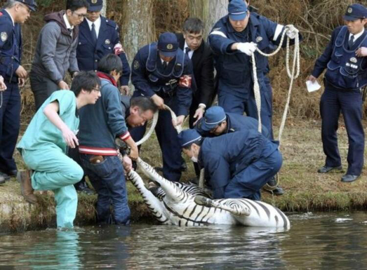 不自由毋宁死!斑马遭追捕跌落水池溺亡