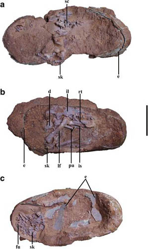 江西赣州晚白垩世发现窃蛋龙胚胎新化石