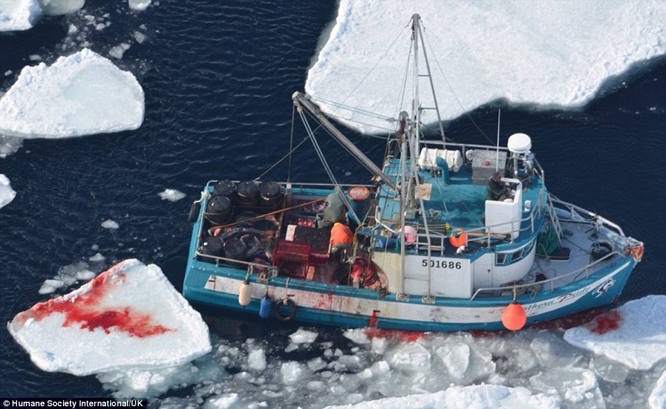 血红的冰洋:被人类屠杀的海豹(5)