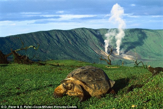 组图﹕世界岛屿造就奇特动物 马恩岛猫没有尾