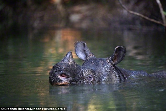 组图:世界岛屿造就奇特动物 马恩岛猫没有尾巴