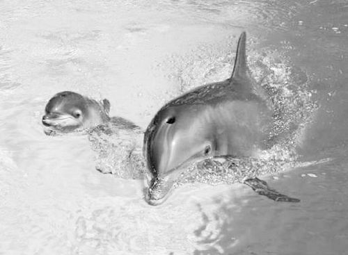 海豚吹口哨宝宝就回家
