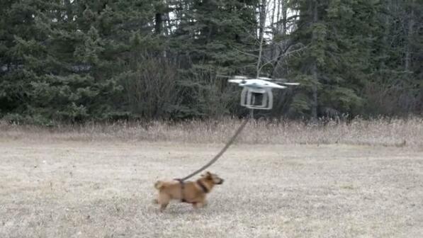 看还嘚瑟不! 男子用无人机遛狗 失控了 狗起飞了