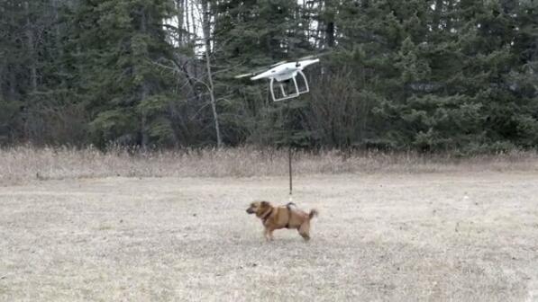 看还嘚瑟不! 男子用无人机遛狗 失控了 狗起飞了