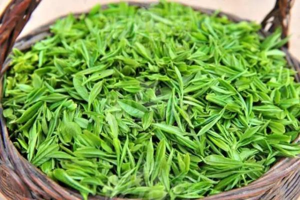 如何区别春茶与夏秋茶？戳这里！