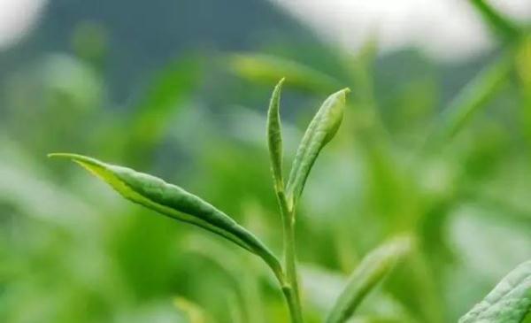 如何区别春茶与夏秋茶？戳这里！