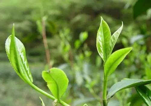 如何区别春茶与夏秋茶？戳这里！