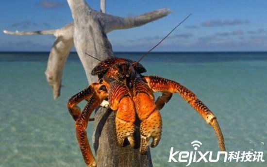 动物界十大奇葩爱好 椰子蟹竟喜欢当强盗？
