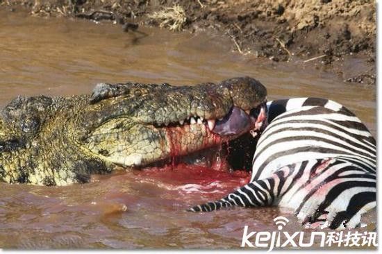 动物界最恐怖的食物链 老虎撕裂鳄鱼太简单了！