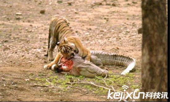 动物界最恐怖的食物链 老虎撕裂鳄鱼太简单了！