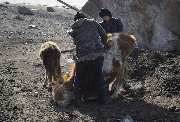 凛冬之艰！蒙古严寒致超85万牲畜丧命