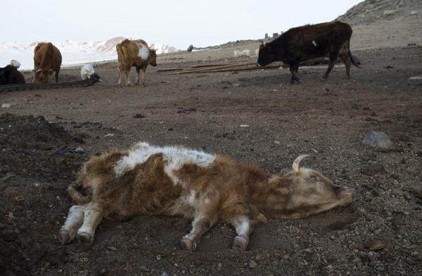 凛冬之艰！蒙古严寒致超85万牲畜丧命
