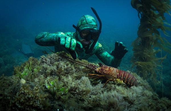 新西兰公司发明隐形衣可近距离接触鲨鱼