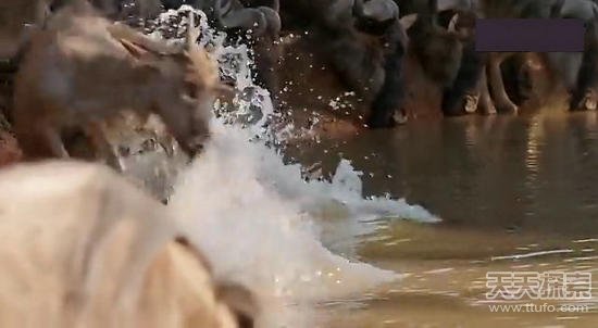 未知生物实拍 2758946436728310579.jpg