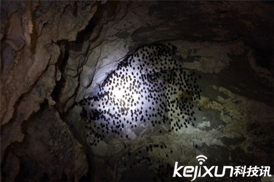 贵州惊现神秘洞穴竟有6000米 太壮观了! 贵州惊现神秘洞穴竟有6000米 太壮观了!