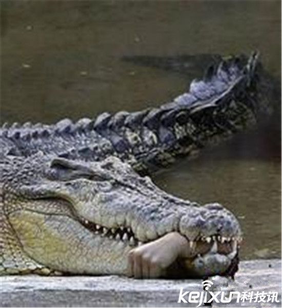 实拍鳄鱼吃人真实事件残忍至极 震惊世界!