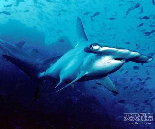 鲨鱼夹的威力有多大 9133798596380703463.jpg
