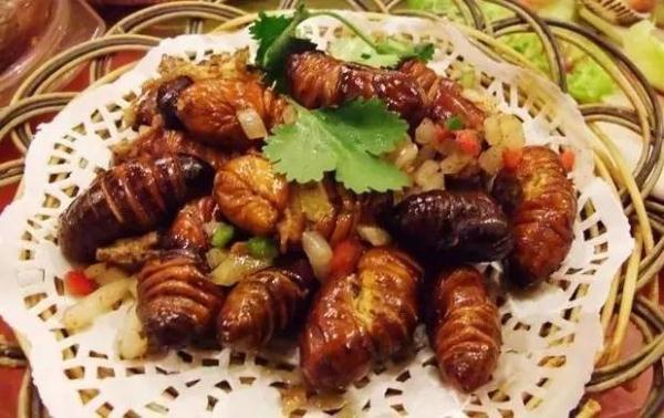 科学有料:蝉蛹真的可以大补吗? _知了