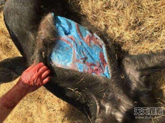 男子猎杀野猪 肚中东西让人诧异