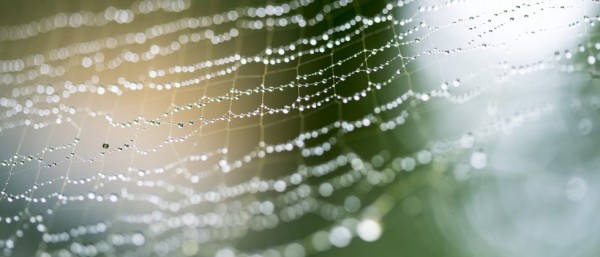 蜘蛛丝的微观结构具有独特的声学特性