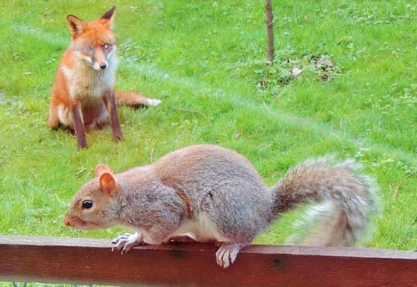 英松鼠被狐狸追踪敲窗求助 呆萌可爱
