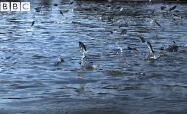 鲤鱼王成天就知道跳跳跳跳!你到底为什么要跳