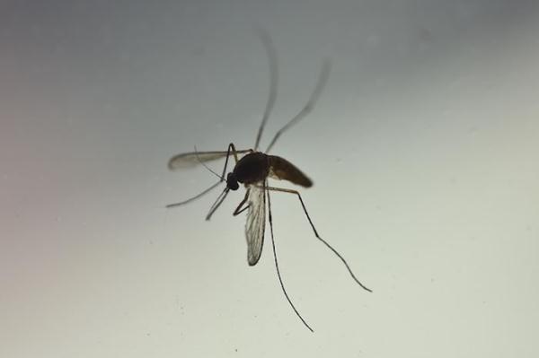 3种兹卡疫苗能有效地保护恒河猴免于兹卡病毒感染