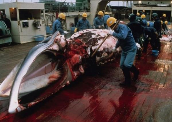 无视国际法庭裁决 日本再捕115条鲸鱼