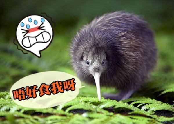 新西兰为救奇异鸟推出根治鼠患工程