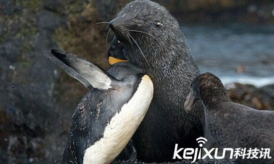 海豹竟然强奸了企鹅 企鹅甚至有生命危险?