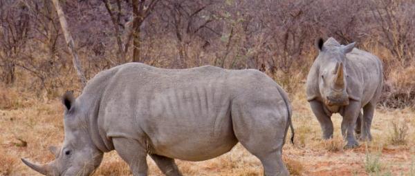 研究人员发现25万年前用来抓捕犀牛或鸭子等