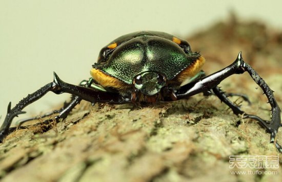 男子工地捕获绿色大甲虫:竟价值数十万