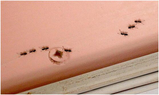 天气燥热 蚂蚁大举入侵新英格兰民宅寻水