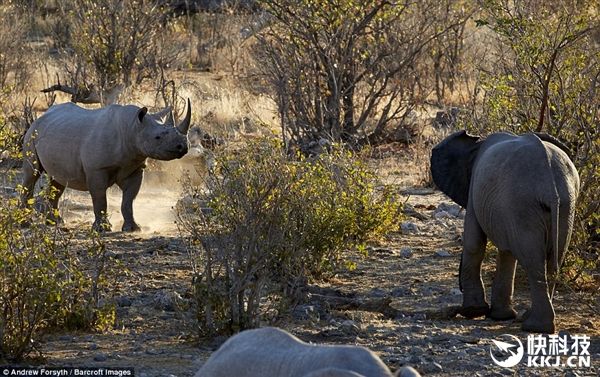 霸气！非洲犀牛单挑两头大象：结局震惊了