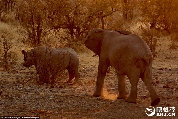 霸气！非洲犀牛单挑两头大象：结局震惊了